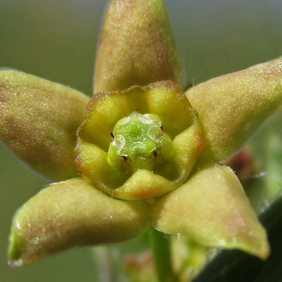 Image of Vincetoxicum maeoticum specimen.