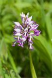 Orchis militaris. Соцветие. Ленинградская обл., Ломоносовский р-н, долина р. Шингарка, влажный луг. 01.06.2013.