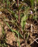 Campanula sibirica