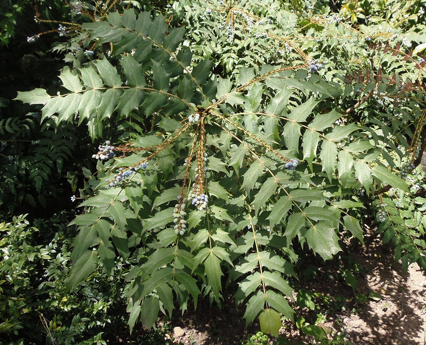 Image of Mahonia bealei specimen.