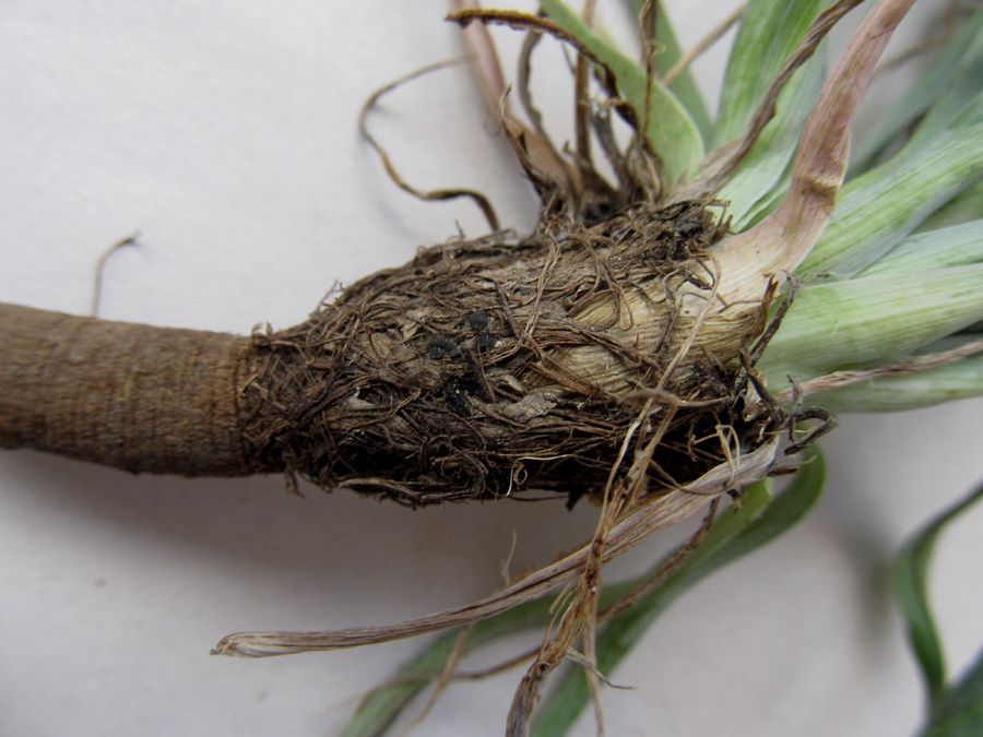 Изображение особи Tragopogon undulatus.