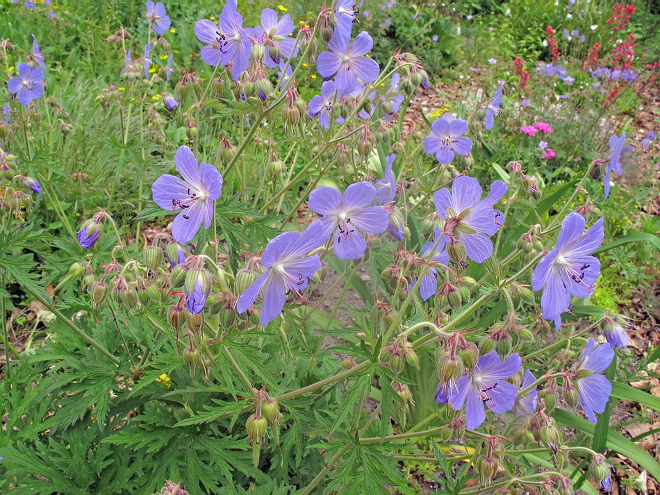 Изображение особи Geranium pratense.