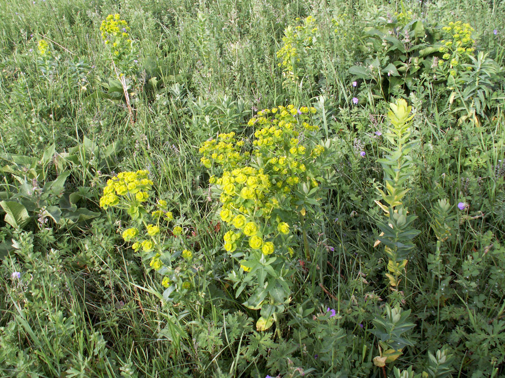 Image of Euphorbia latifolia specimen.