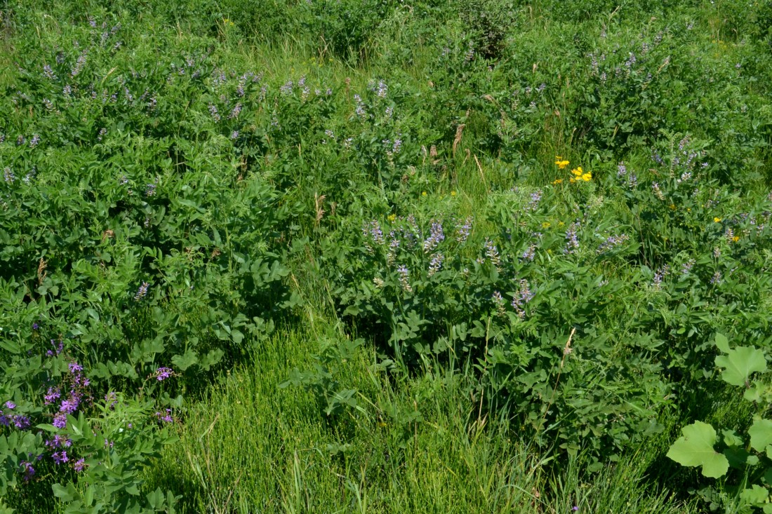 Изображение особи Glycyrrhiza glabra.