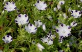 Nemophila maculata