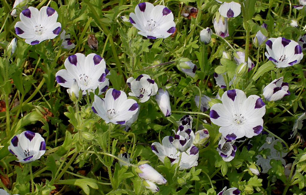 Image of Nemophila maculata specimen.