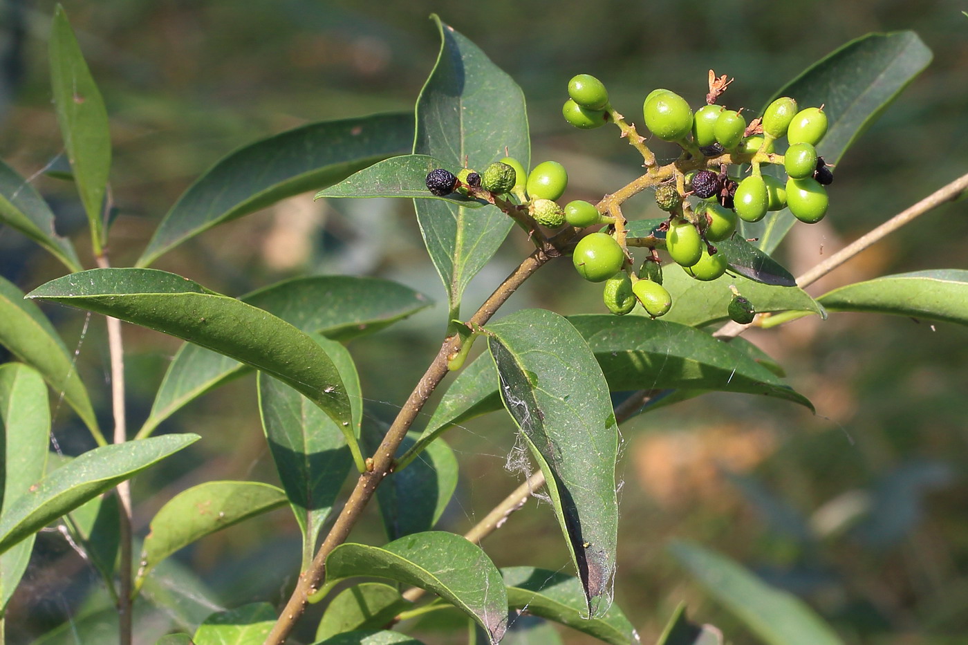 Изображение особи Ligustrum vulgare.