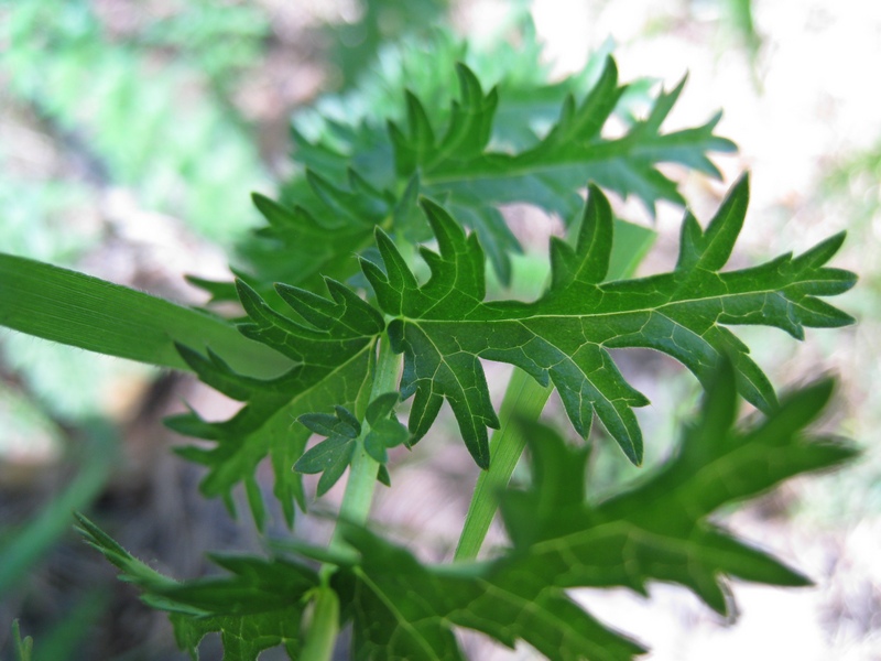 Image of Filipendula vulgaris specimen.