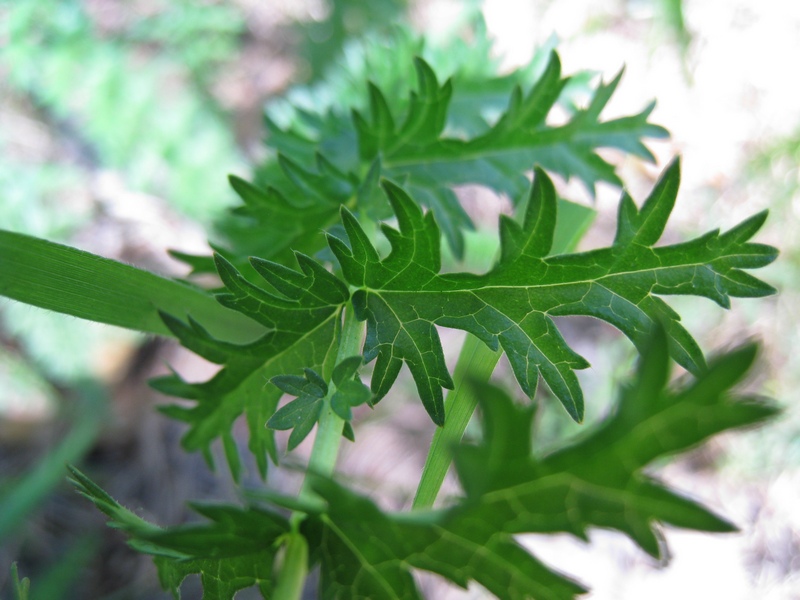 Изображение особи Filipendula vulgaris.