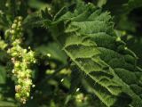 Urtica dioica. Верхушка соцветия и лист. Краснодарский край, окр. г. Крымск, пустырь. 19.07.2013.