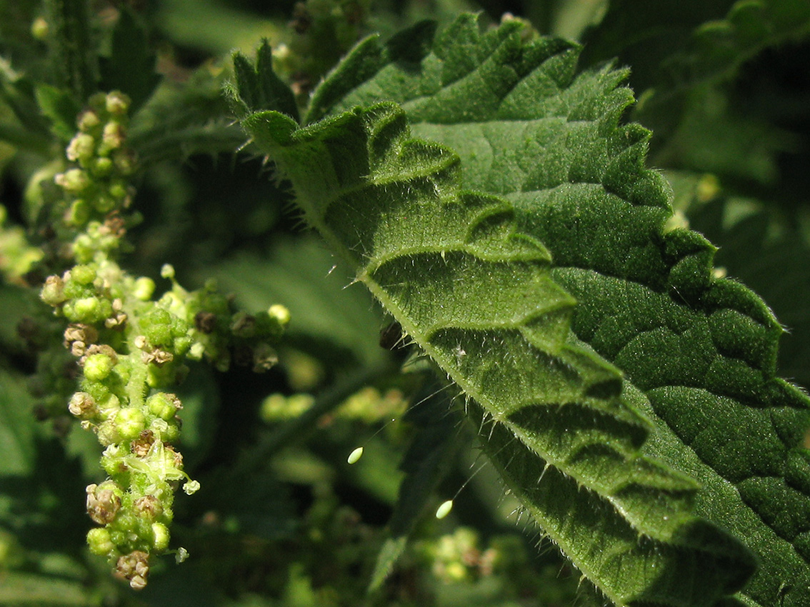 Изображение особи Urtica dioica.