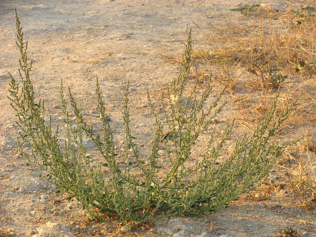 Image of Chenopodium striatiforme specimen.
