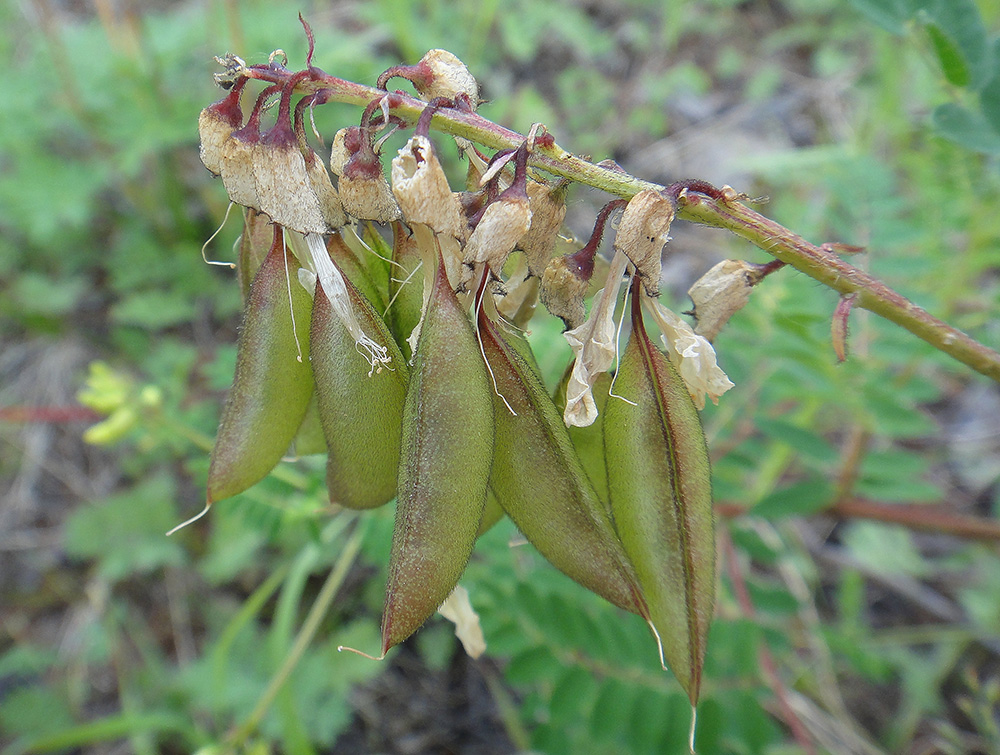 Изображение особи Astragalus membranaceus.