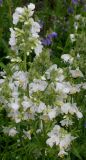 Polemonium caeruleum