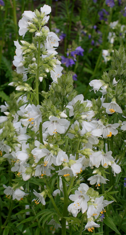 Image of Polemonium caeruleum specimen.