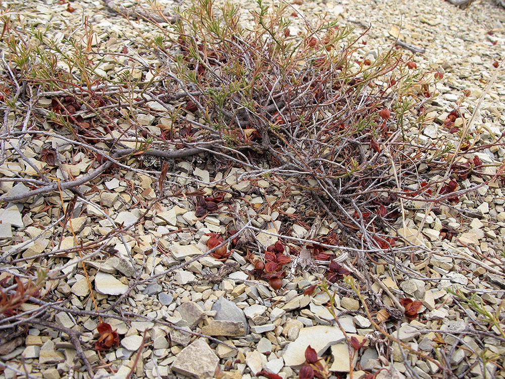 Image of Fumana procumbens specimen.