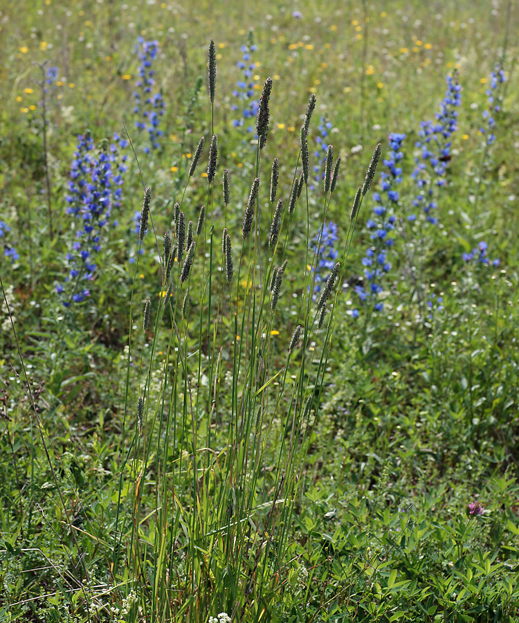 Image of genus Phleum specimen.
