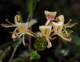 Lonicera periclymenum