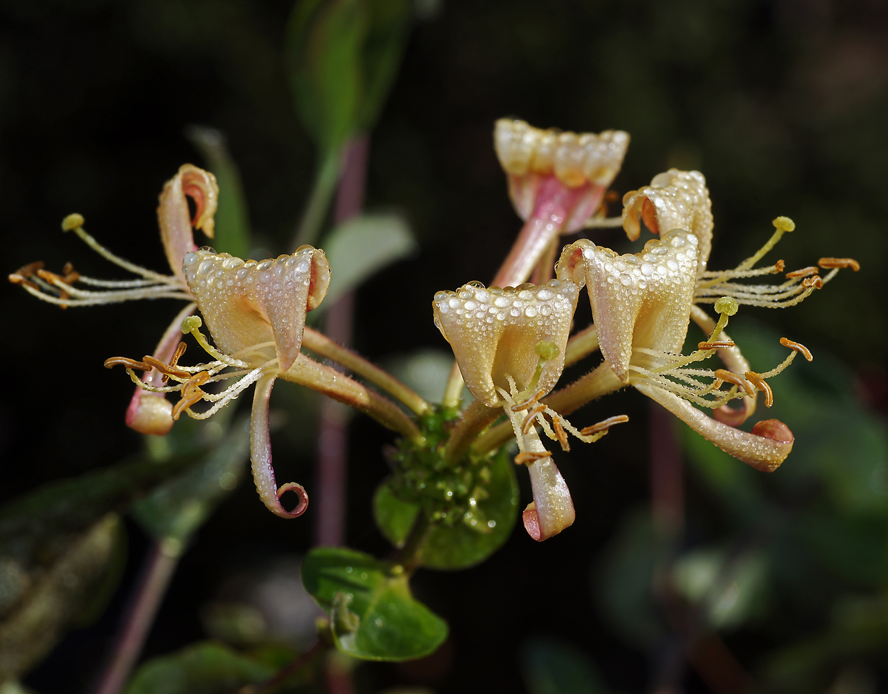 Изображение особи Lonicera periclymenum.