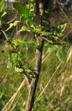 Sisymbrium loeselii