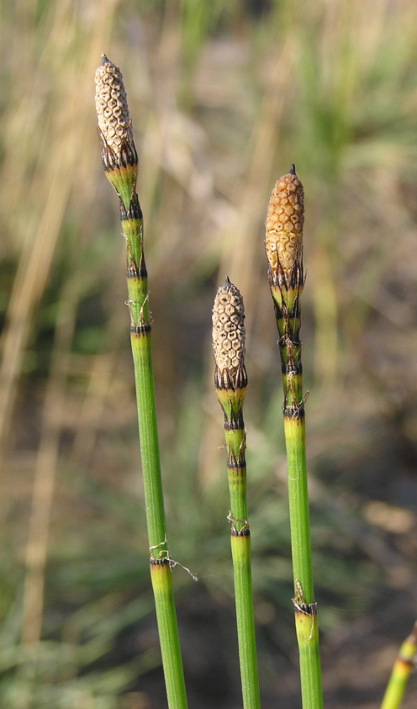 Изображение особи Equisetum &times; moorei.