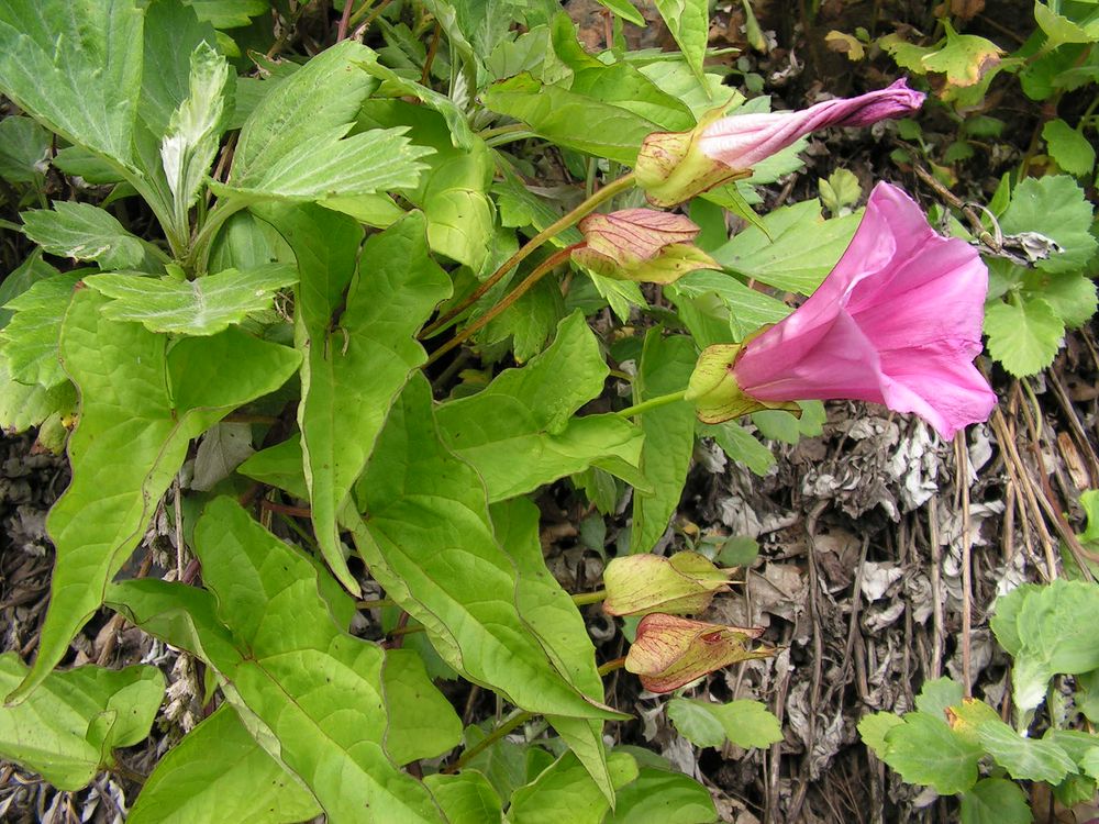 Изображение особи Calystegia inflata.