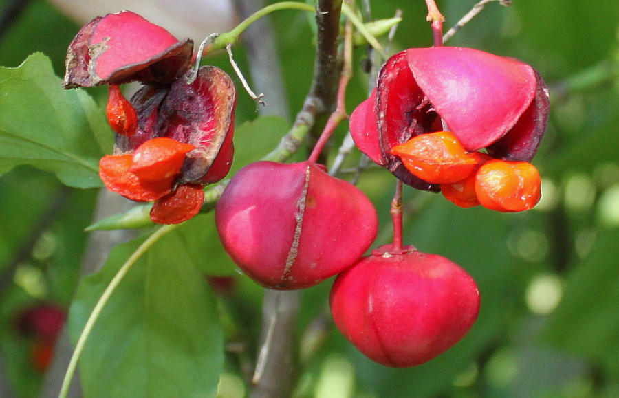 Image of Euonymus planipes specimen.