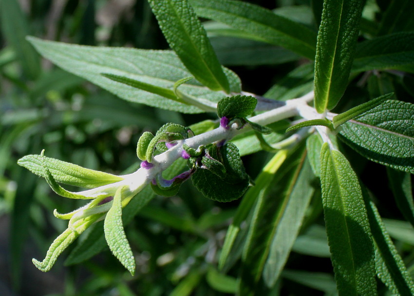 Image of Salvia leucantha specimen.