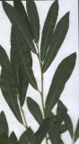 Salix vinogradovii