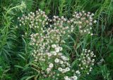 Erigeron politus