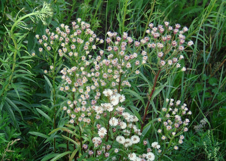 Image of Erigeron politus specimen.