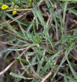 Diplotaxis tenuifolia