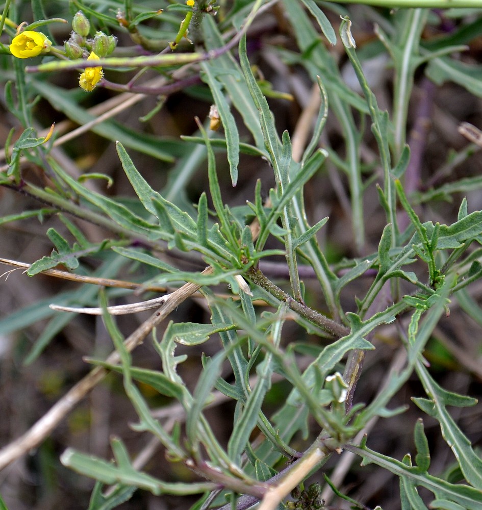 Изображение особи Diplotaxis tenuifolia.