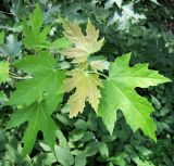 Acer saccharinum