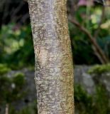 Colutea arborescens. Средняя часть ствола. Германия, г. Дюссельдорф, Ботанический сад университета. 02.03.2014.