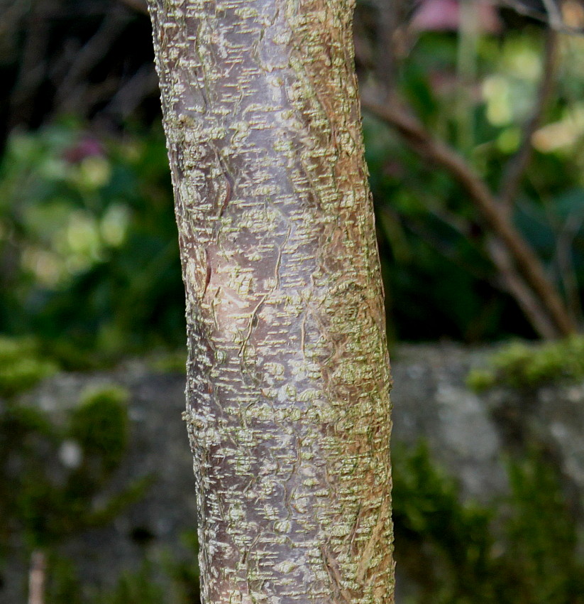 Image of Colutea arborescens specimen.