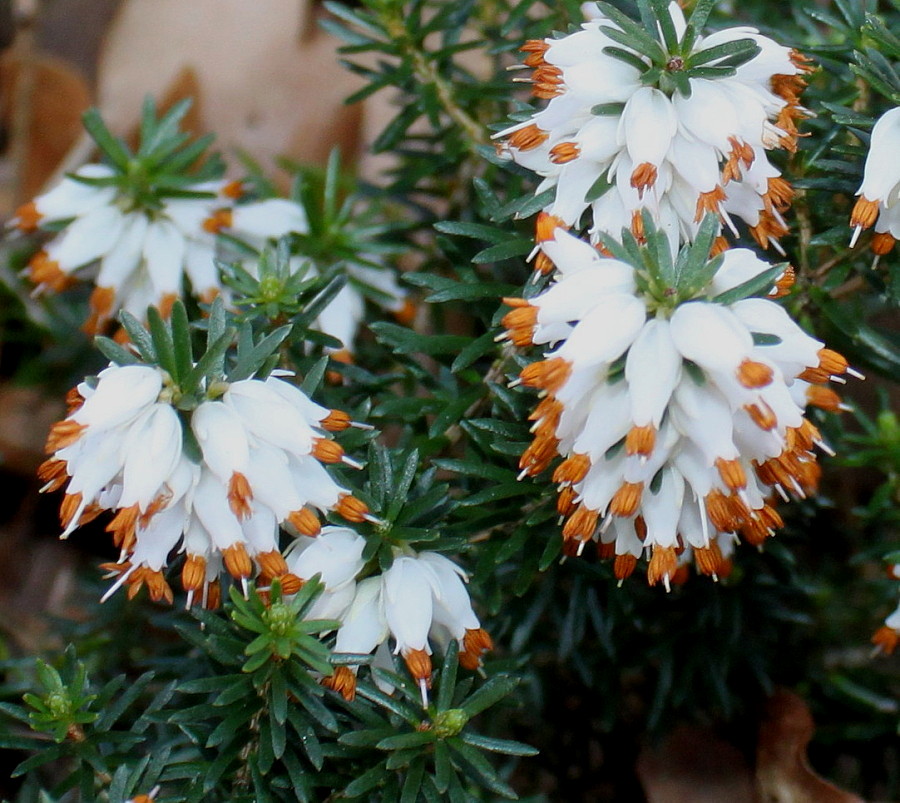 Image of Erica carnea specimen.