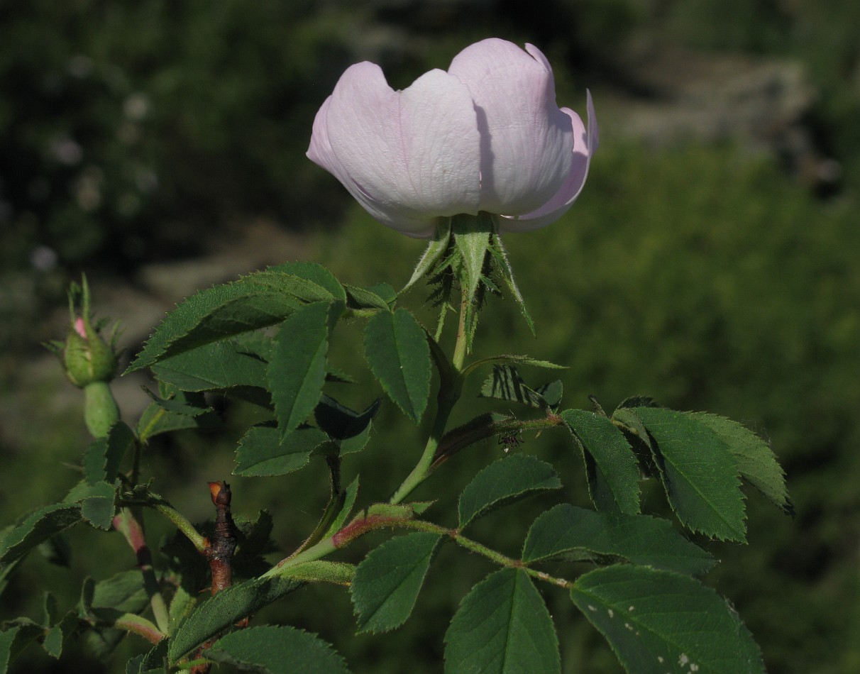 Image of genus Rosa specimen.