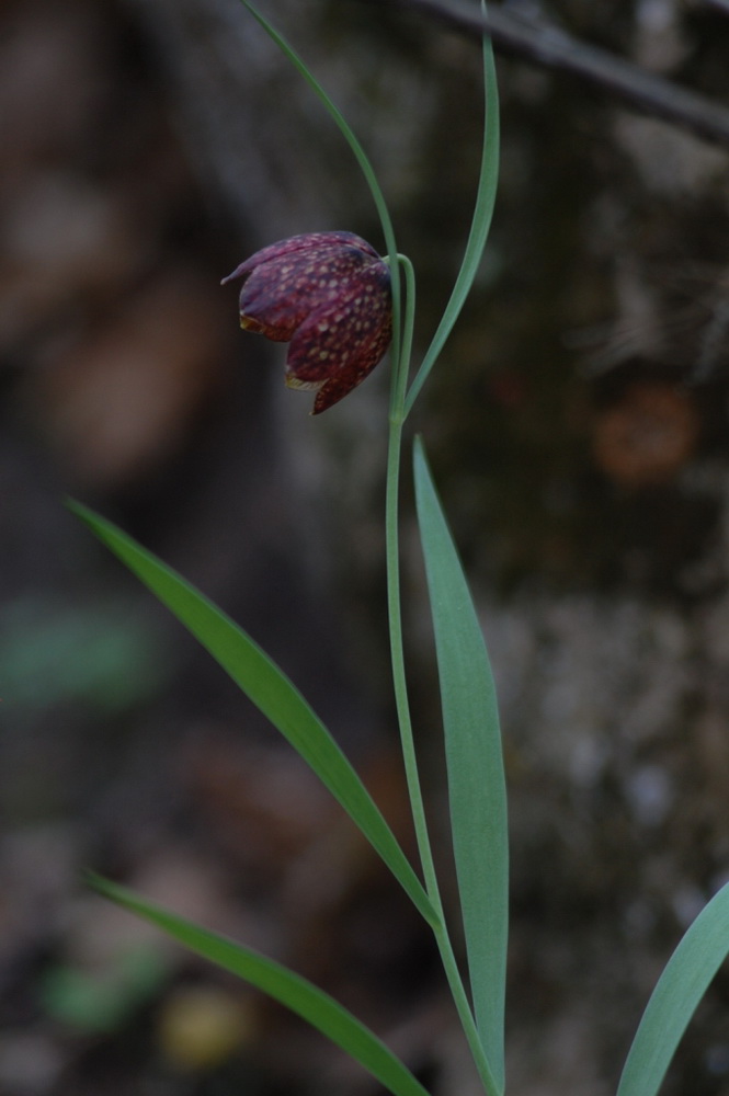 Изображение особи Fritillaria montana.