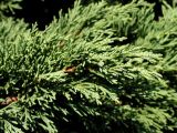 Juniperus sargentii