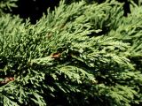 Juniperus sargentii. Ветвь. Владивосток, Ботанический сад-институт ДВО РАН. 05.09.2013.
