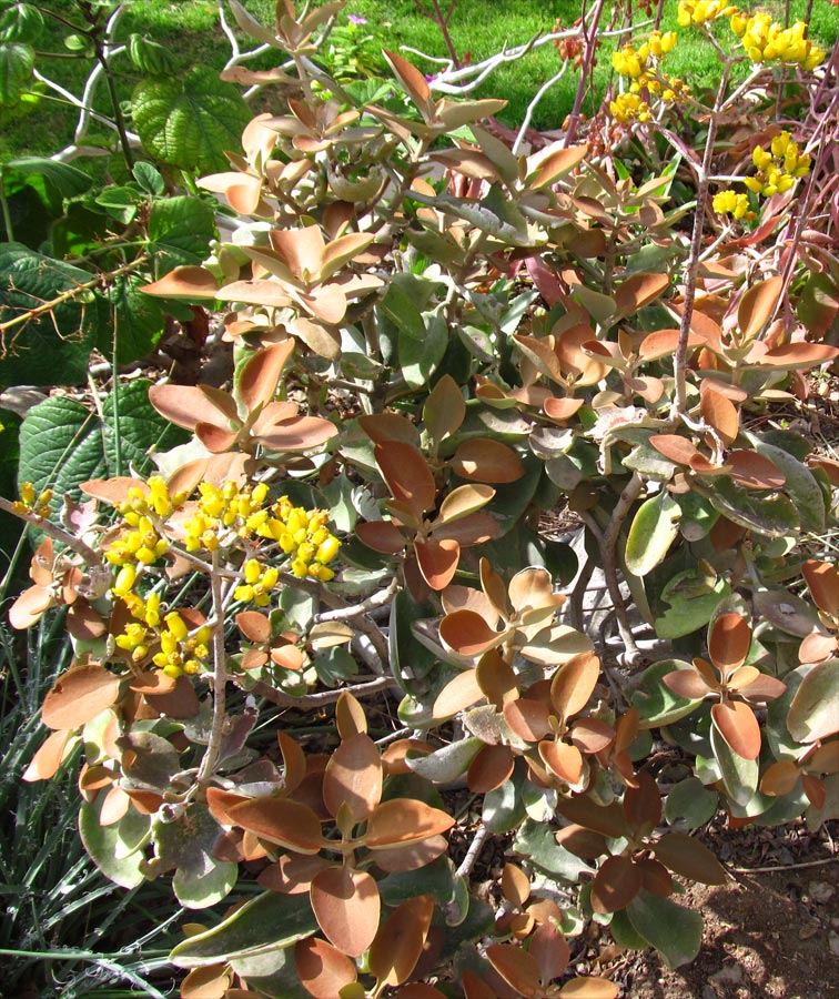 Image of Kalanchoe orgyalis specimen.