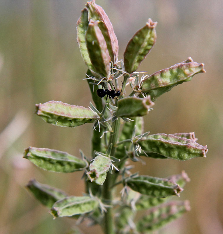 Image of Reseda alba specimen.