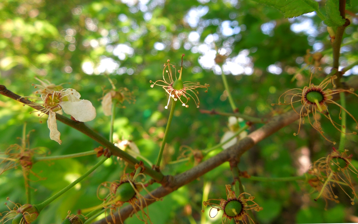 Изображение особи Prunus cerasifera.