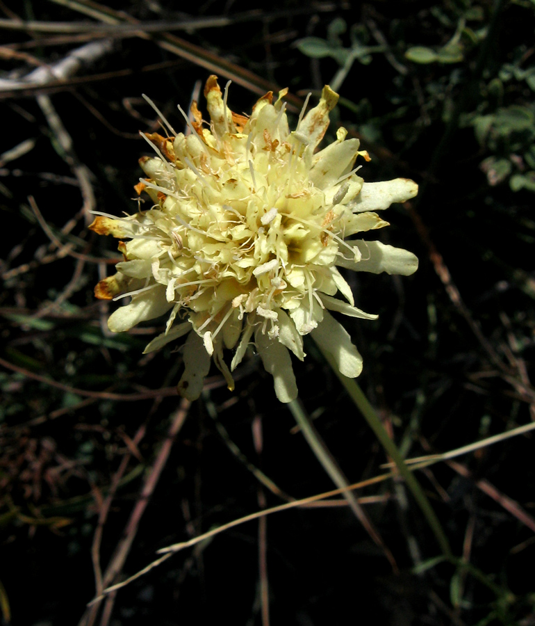 Image of Cephalaria coriacea specimen.