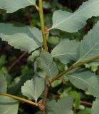 Nothofagus pumilio. Средняя часть веточки с основаниями листьев. Германия, г. Дюссельдорф, Ботанический сад университета. 04.05.2014.