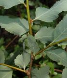 Nothofagus pumilio