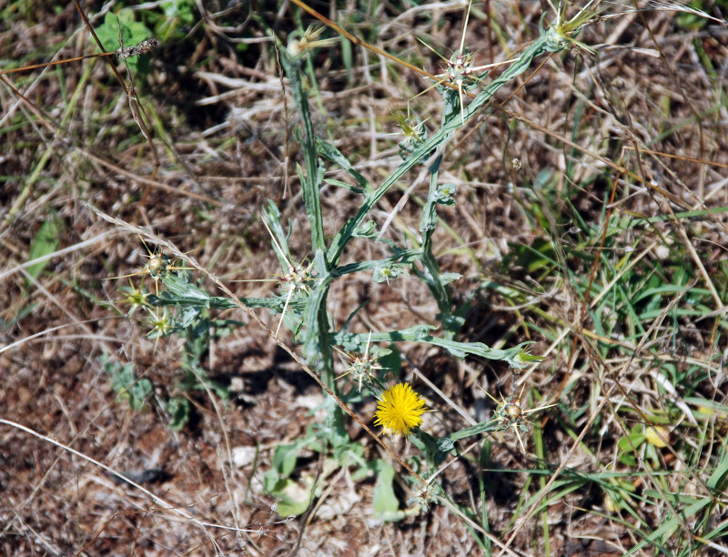 Изображение особи Centaurea solstitialis.