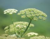 Heracleum stevenii. Соцветия. Черноморское побережье Кавказа, Новороссийск, Маркотхский хребет, Мефодиевский перевал. 21 мая 2014 г.