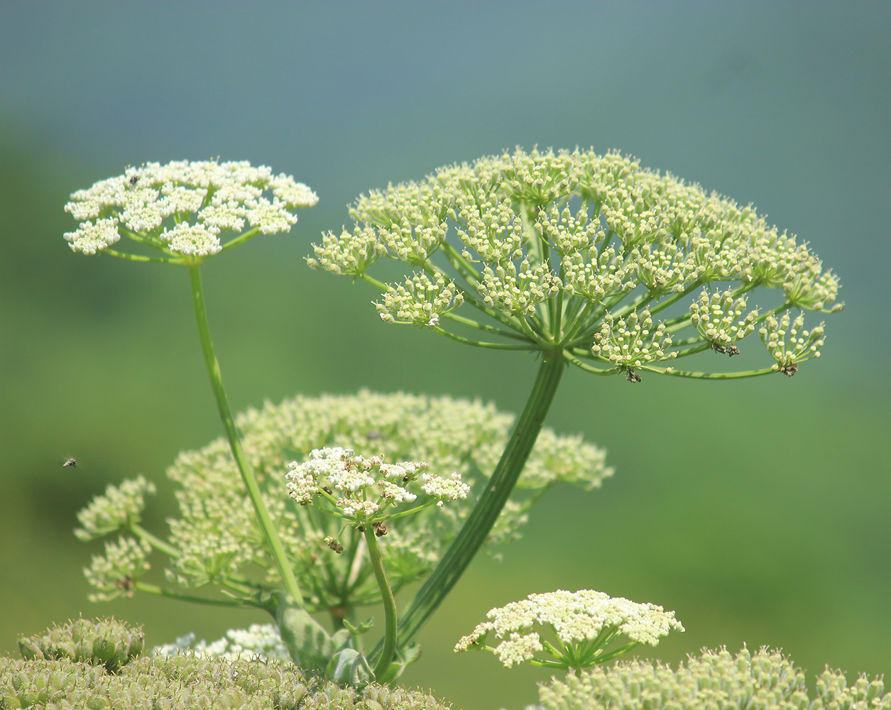 Изображение особи Heracleum stevenii.